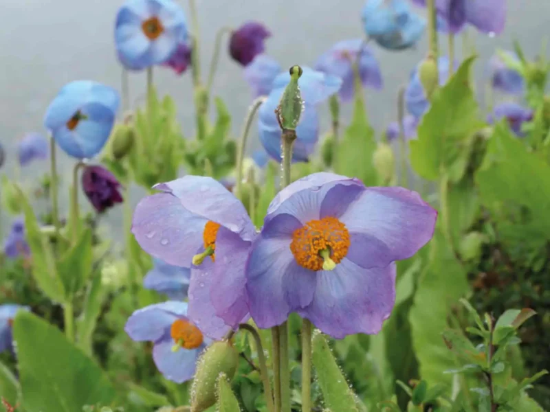 Flower in Bhutan
