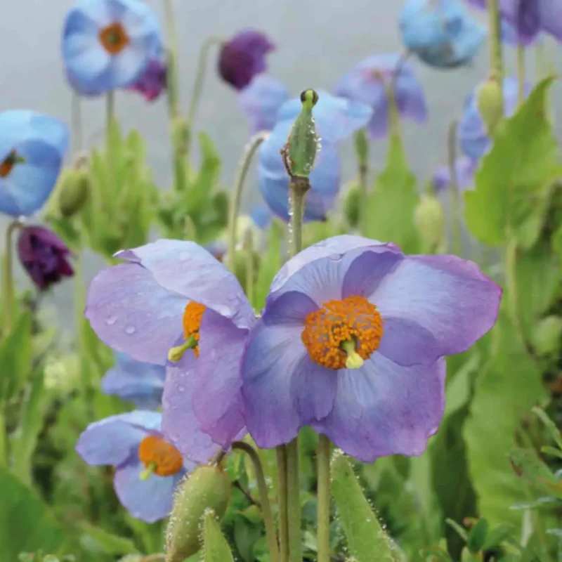 Flower in Bhutan