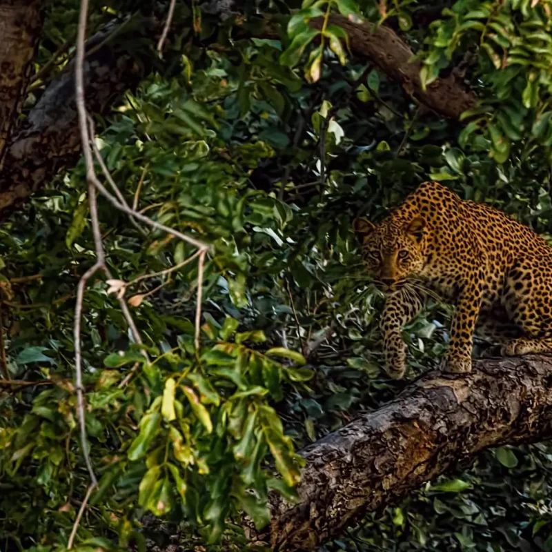 Manas Safari