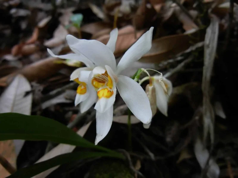 Orchid in Bhutan