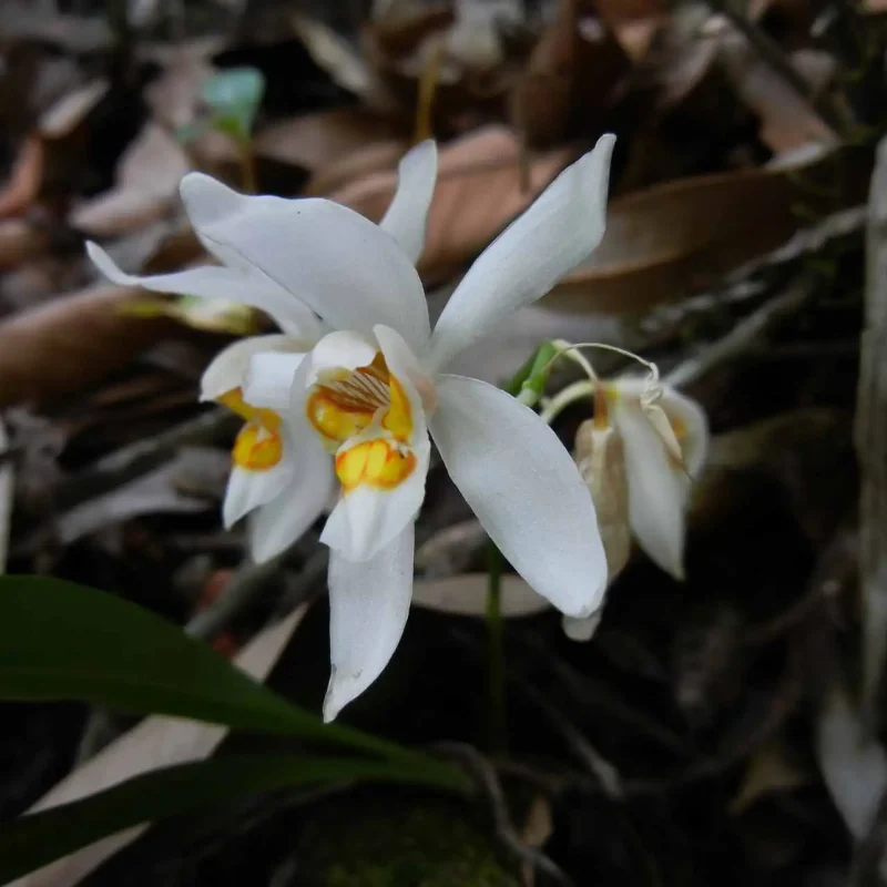 Orchid in Bhutan