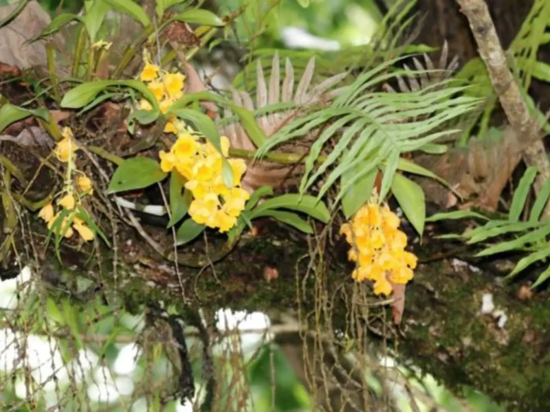 Orchid in Bhutan
