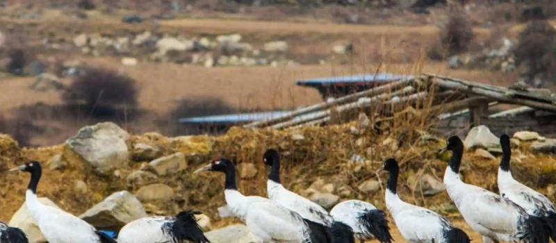 Black neck Crane