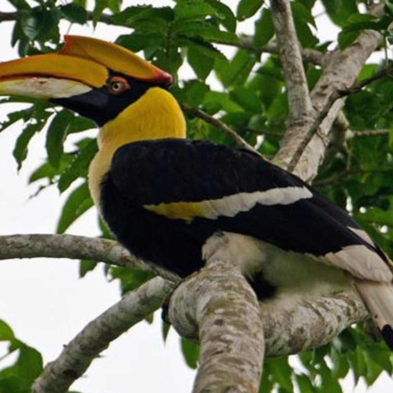 Bird in Bhutan