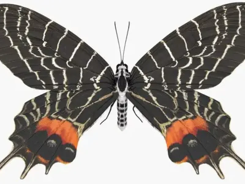 bhutanglorybutterflywithfur3dmodel043